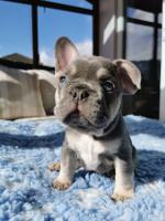 French Bulldogs For Adoption image 1